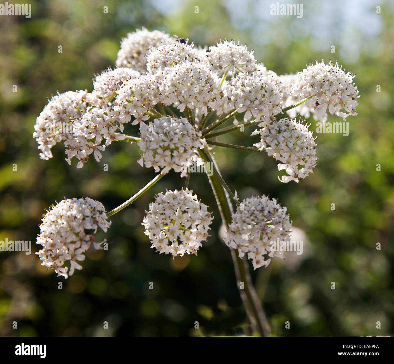 Plant head.  Umbrels of white flowers on stem Stock Photo