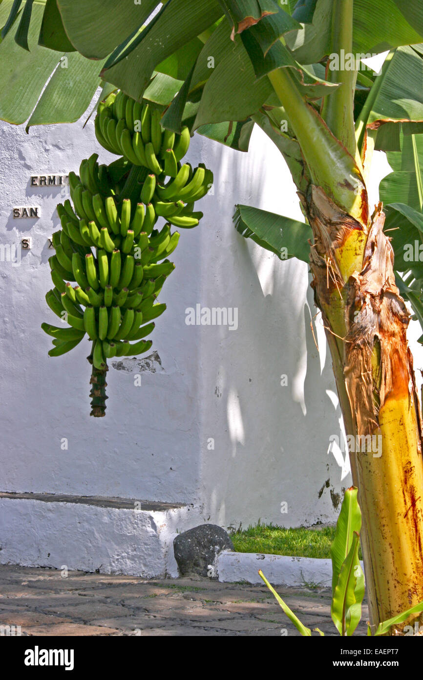 Banana plant in Puerto de la Cruz. Tenerife, Canary Islands. Stock Photo