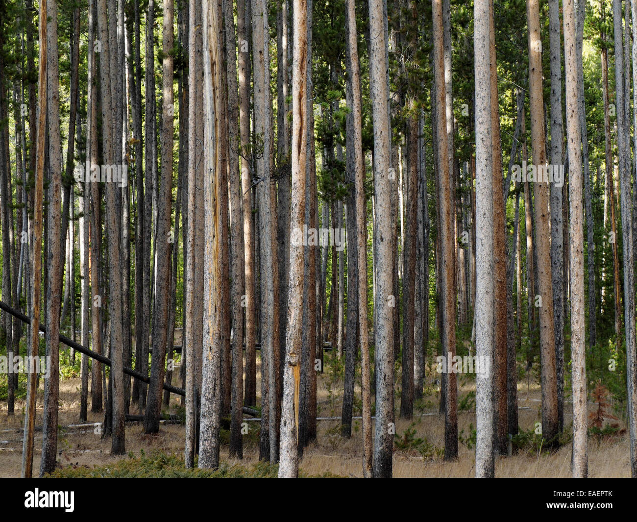 Stand of Lodgepole Pine Trees Stock Photo