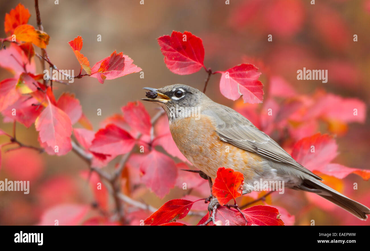 American robin eating chokecherry hires stock photography and images