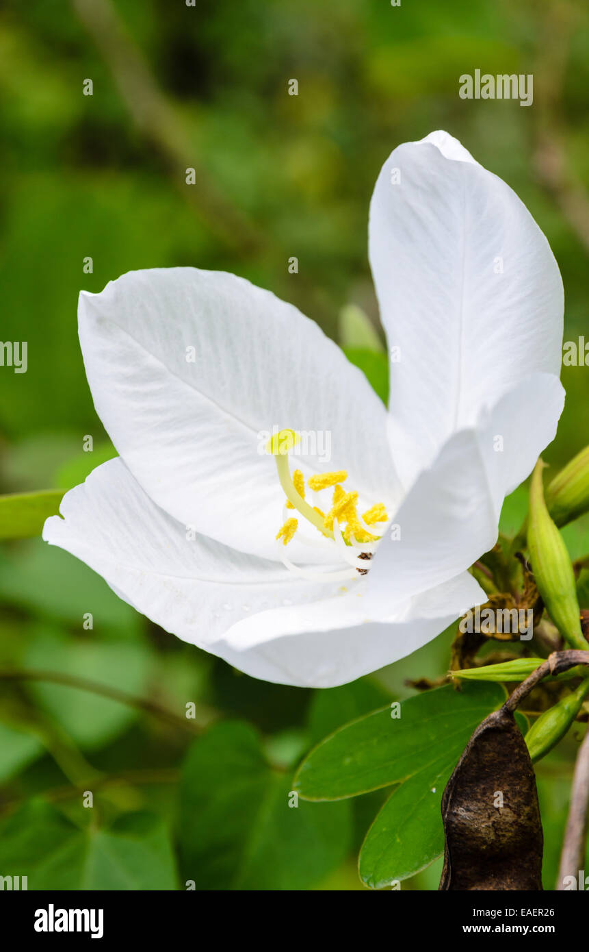 Snowy Orchid flower ( Bauhinia acuminata )  is a species of flowering shrub native to tropical southeastern Asia, Thailand Stock Photo