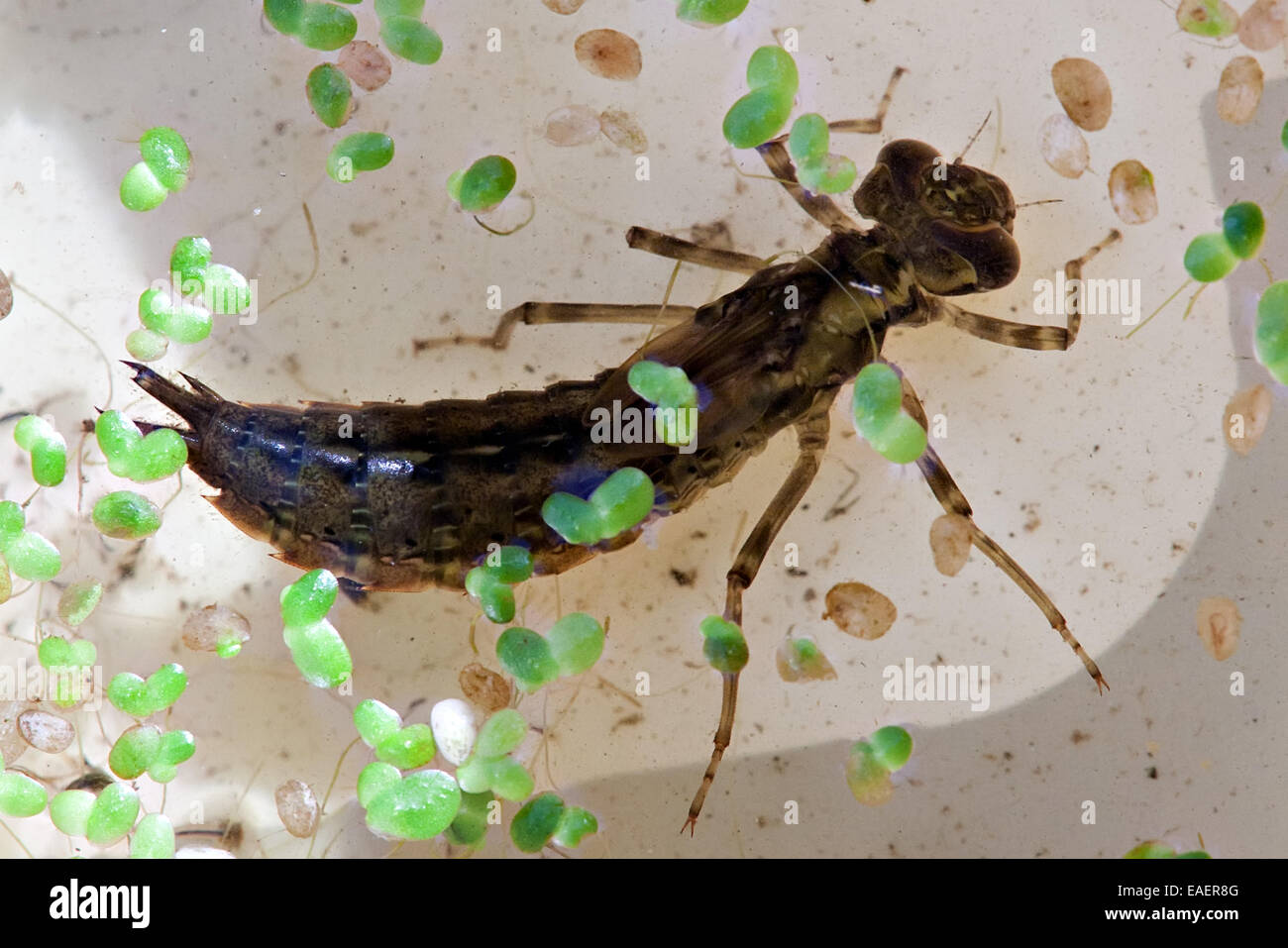 dragonfly big larva closeup in the water Stock Photo