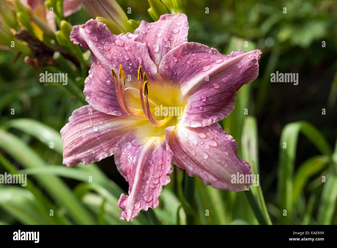 big red lily flower closeup with wilted petals Stock Photo