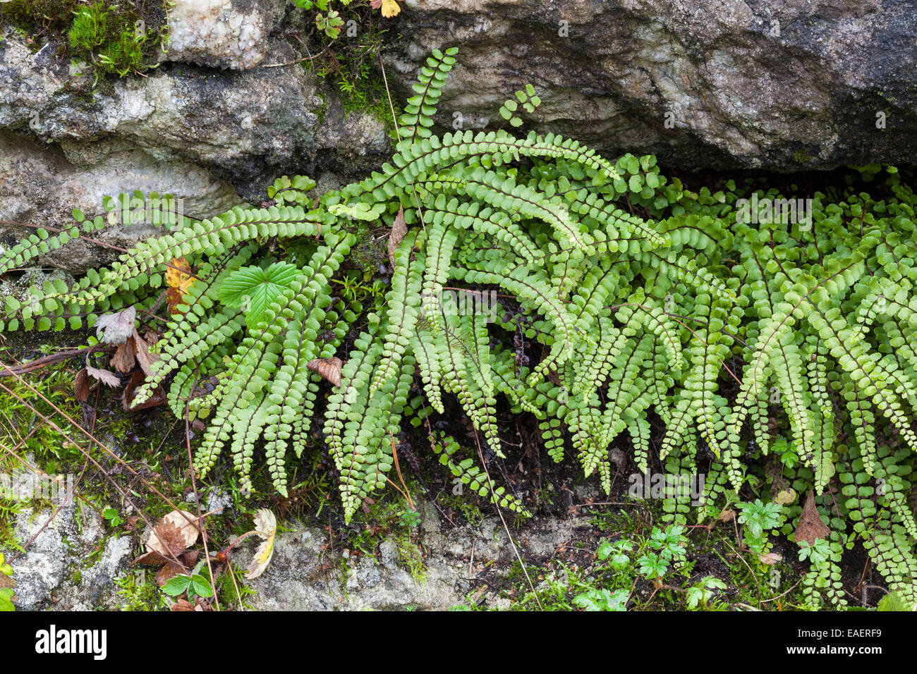 Maidenhair spleenwort fern Stock Photo
