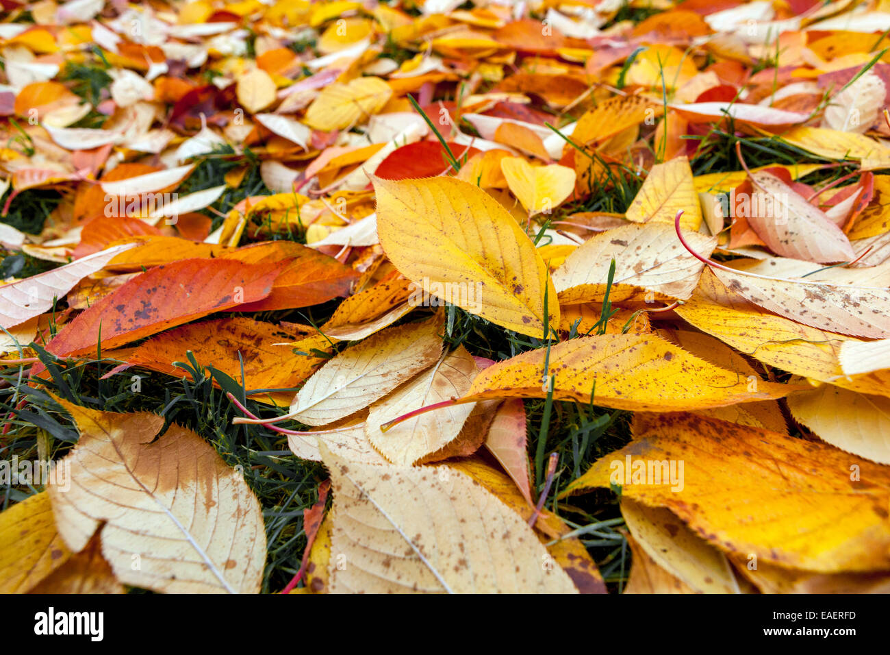 Fallen autumn Leaves on the ground lying on a grass Stock Photo