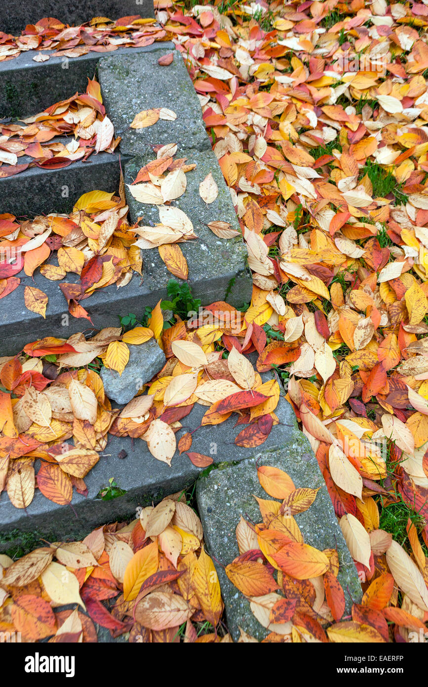 Fallen autumn leaves on the ground lying, garden foliage stairs. garden steps Colourful leaves Stock Photo