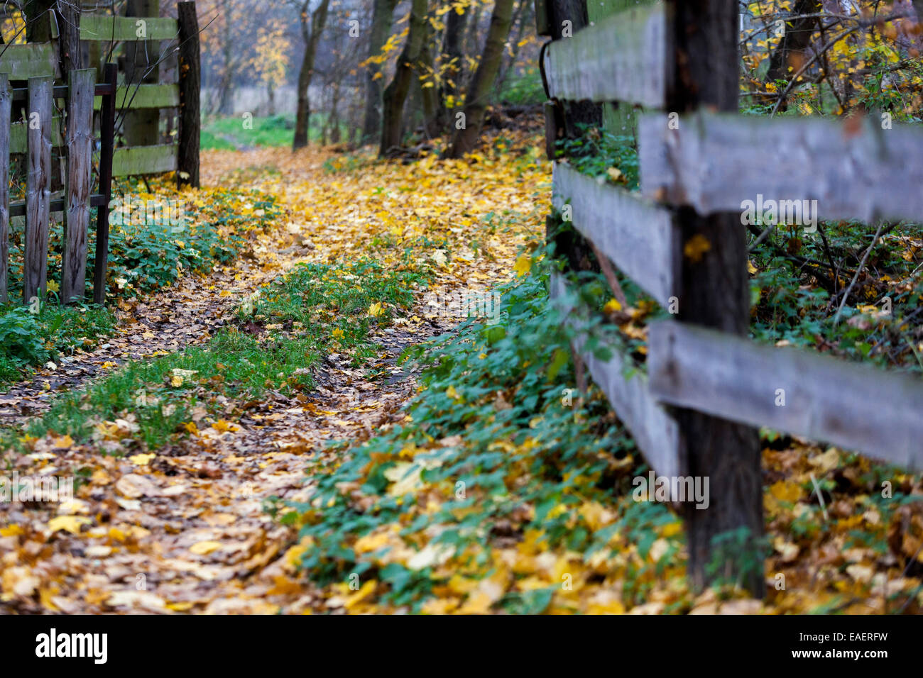 Wooden fence in an autumn landscape Stock Photo