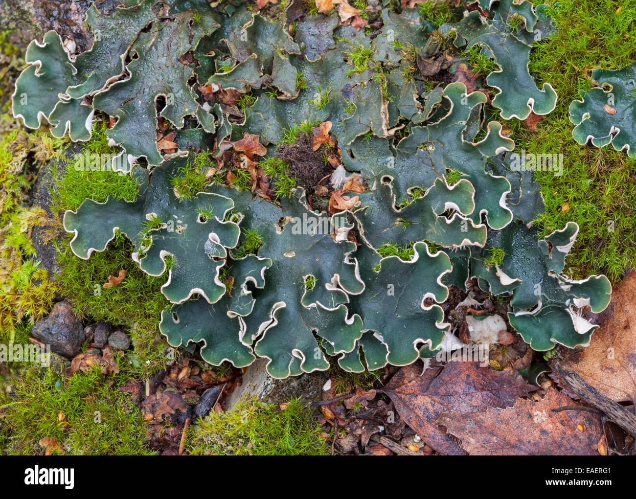 Green felt lichen Stock Photo