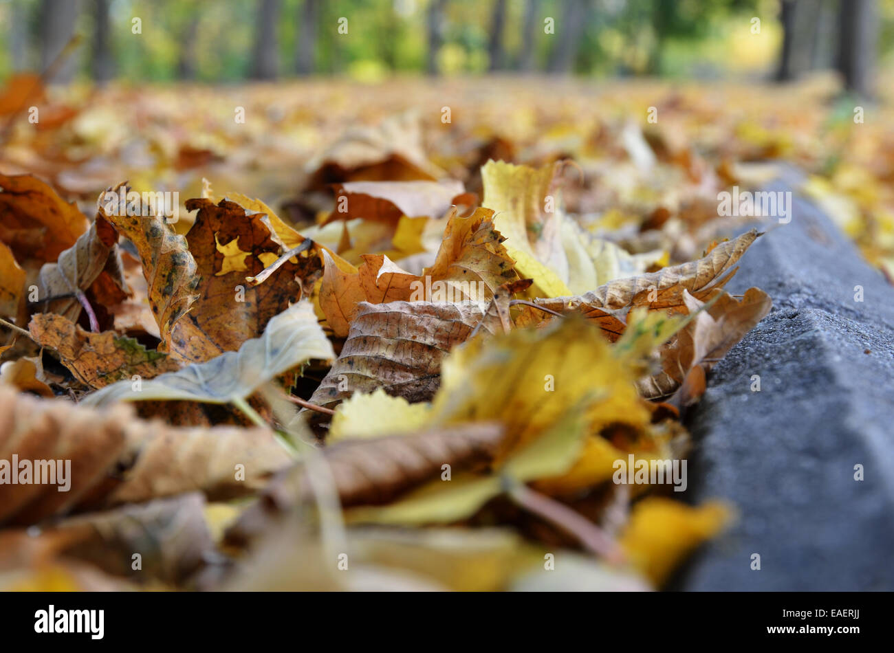 Autumnal alley covered with the fallen leaves Stock Photo - Alamy