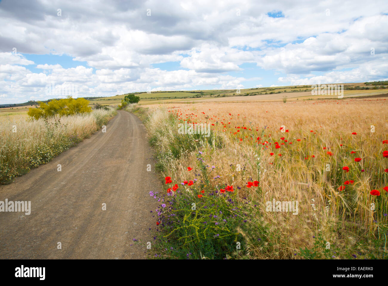 Path and cereal field. Torremocha de Jarama, Madrid province, Spain. Stock Photo