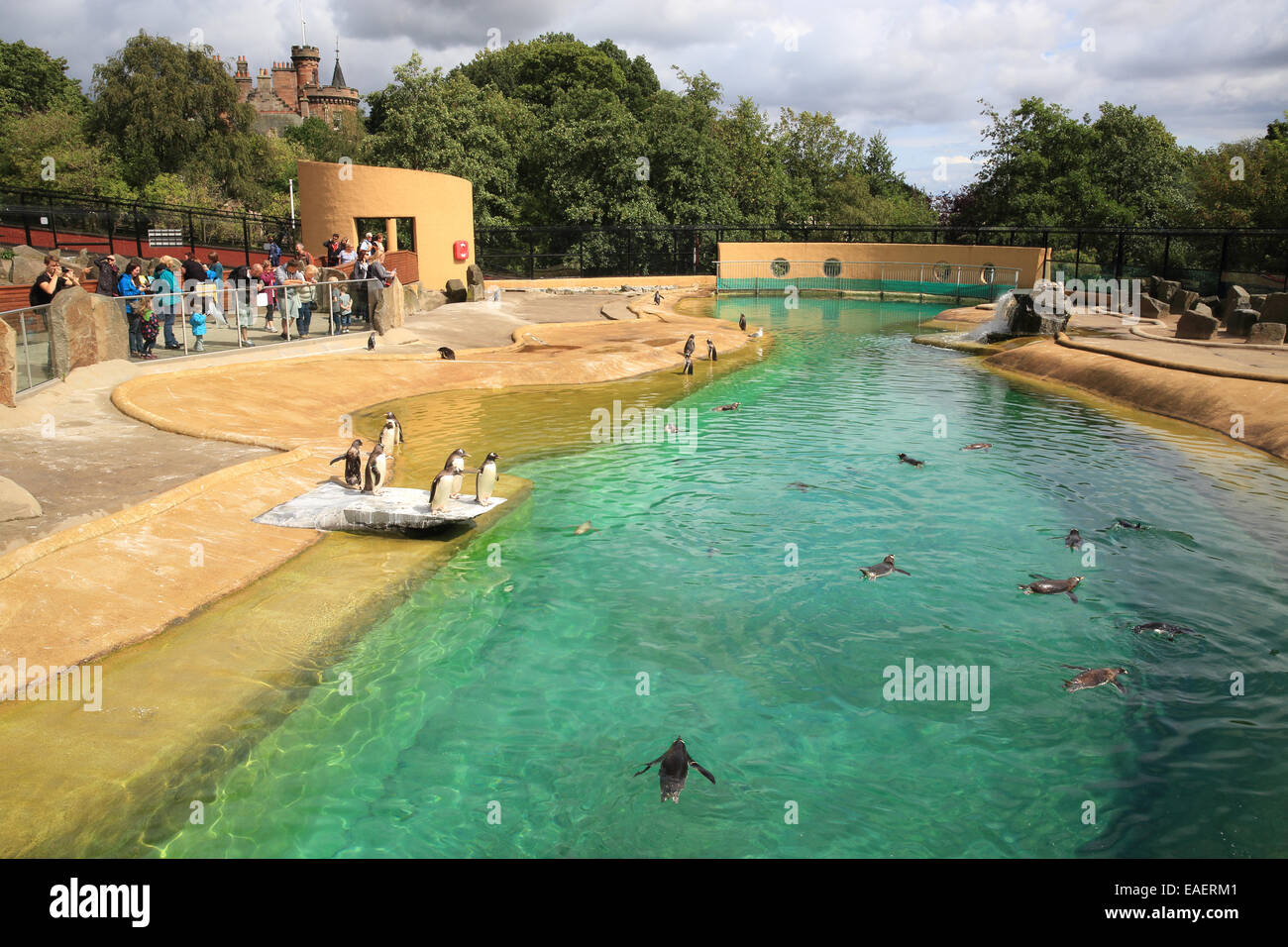 Penguins Rock, the popular penguins enclosure in Edinburgh Zoo