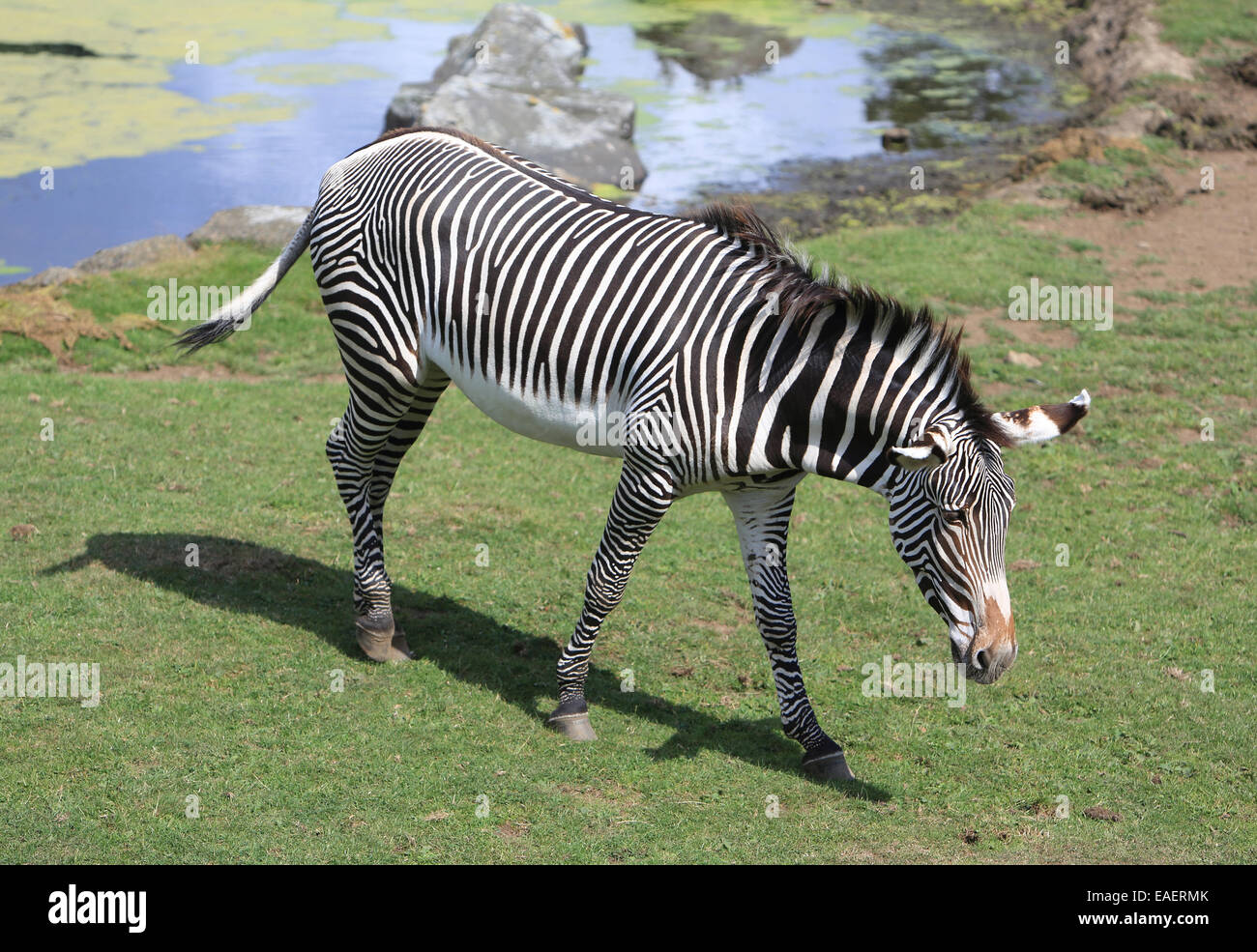 Edinburgh zoo zebras hires stock photography and images Alamy