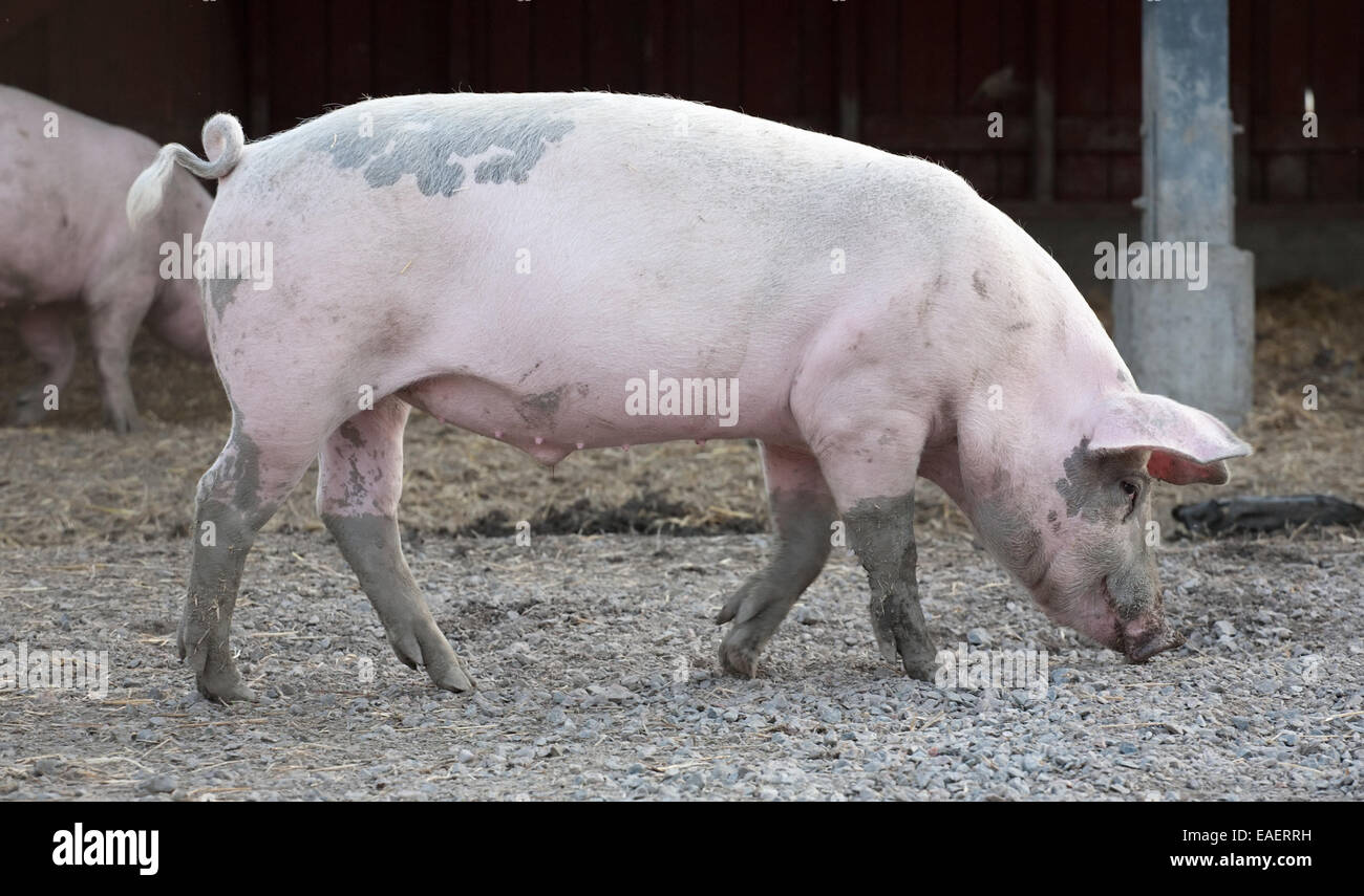 big pig full-length profile on animal farm background Stock Photo