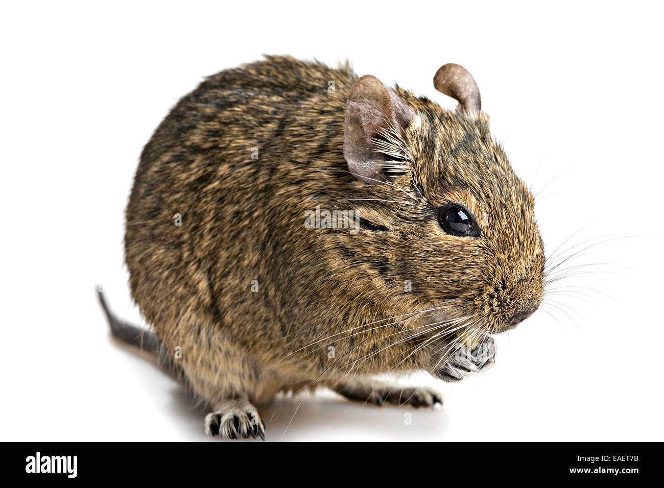 degu hamster with food in paws closeup 