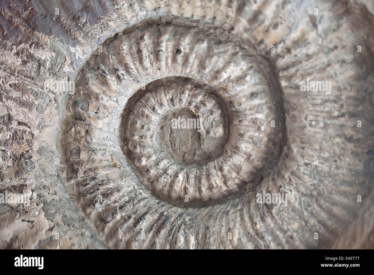 fossil shell pattern spiral texture closeup limestone Stock Photo