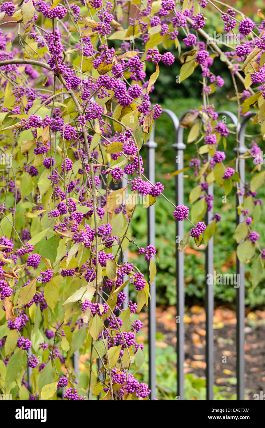 Beautyberry (Callicarpa) Stock Photo