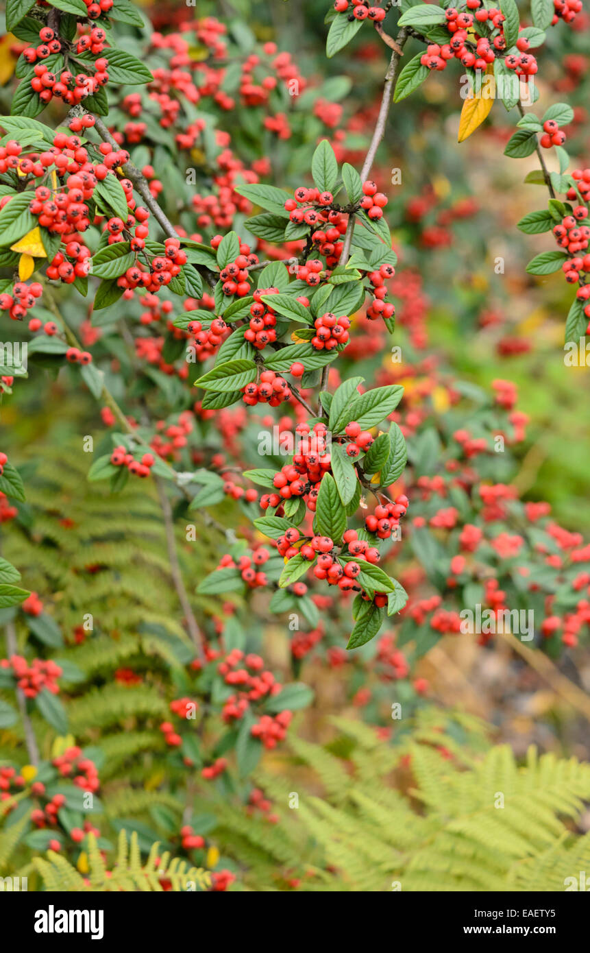 Willow-leaved cotoneaster (Cotoneaster salicifolius) Stock Photo