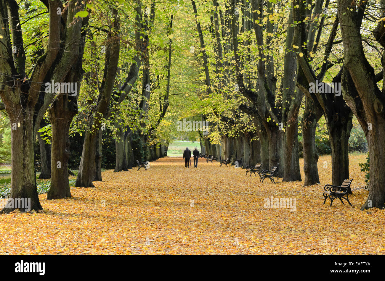 Autumn park alley trees hi-res stock photography and images - Alamy