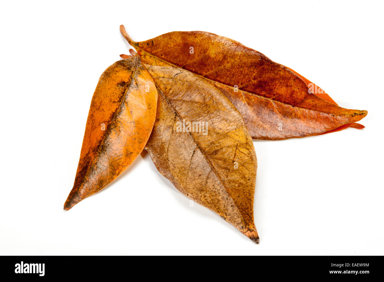 Palmate pattern hi-res stock photography and images - Alamy