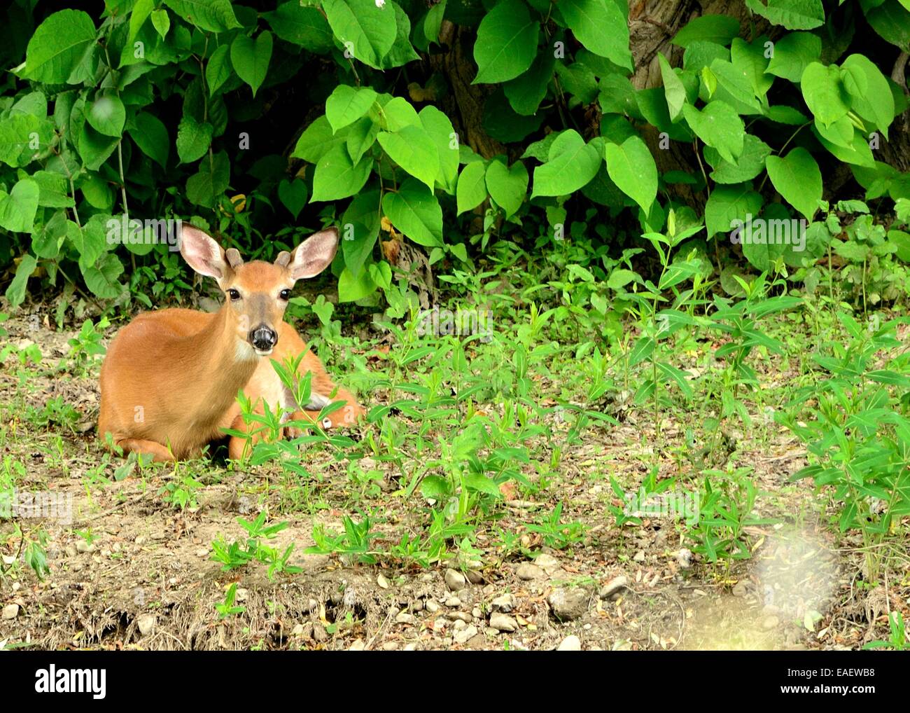 Whitetail Deer Button Buck bedded down at the edge of a woods. Stock Photo