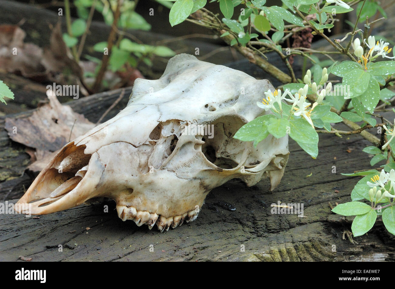 A whitetail deer skull found after the winter thaw. Stock Photo