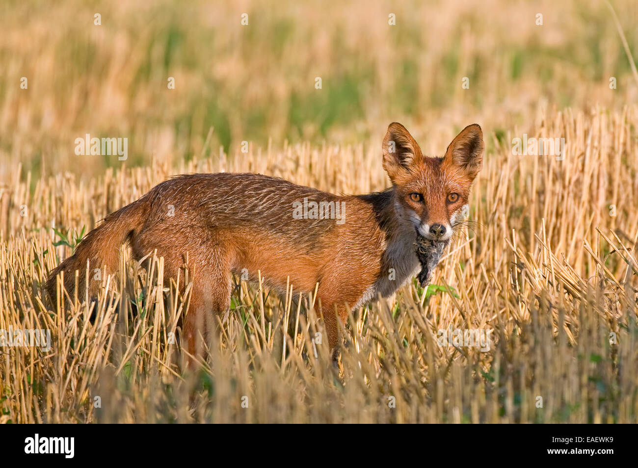 Fox prey hires stock photography and images Alamy