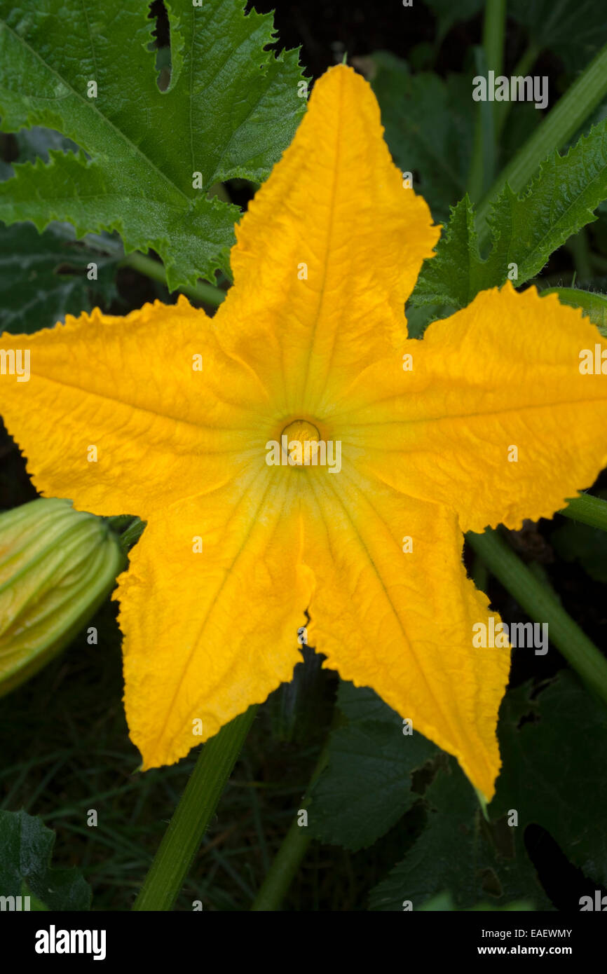 Courgette home grown hires stock photography and images Alamy