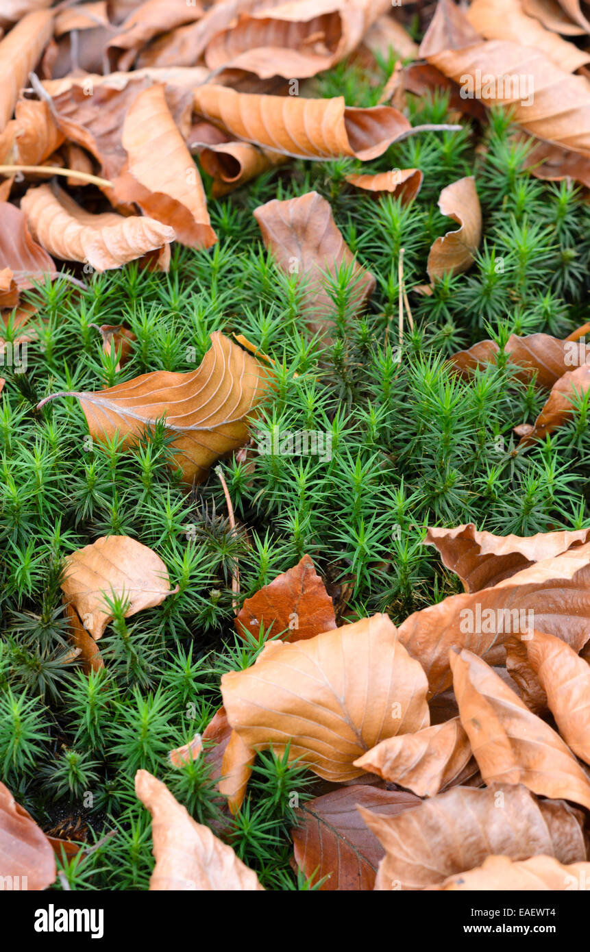 Beautiful hair moss (Polytrichum formosum) Stock Photo