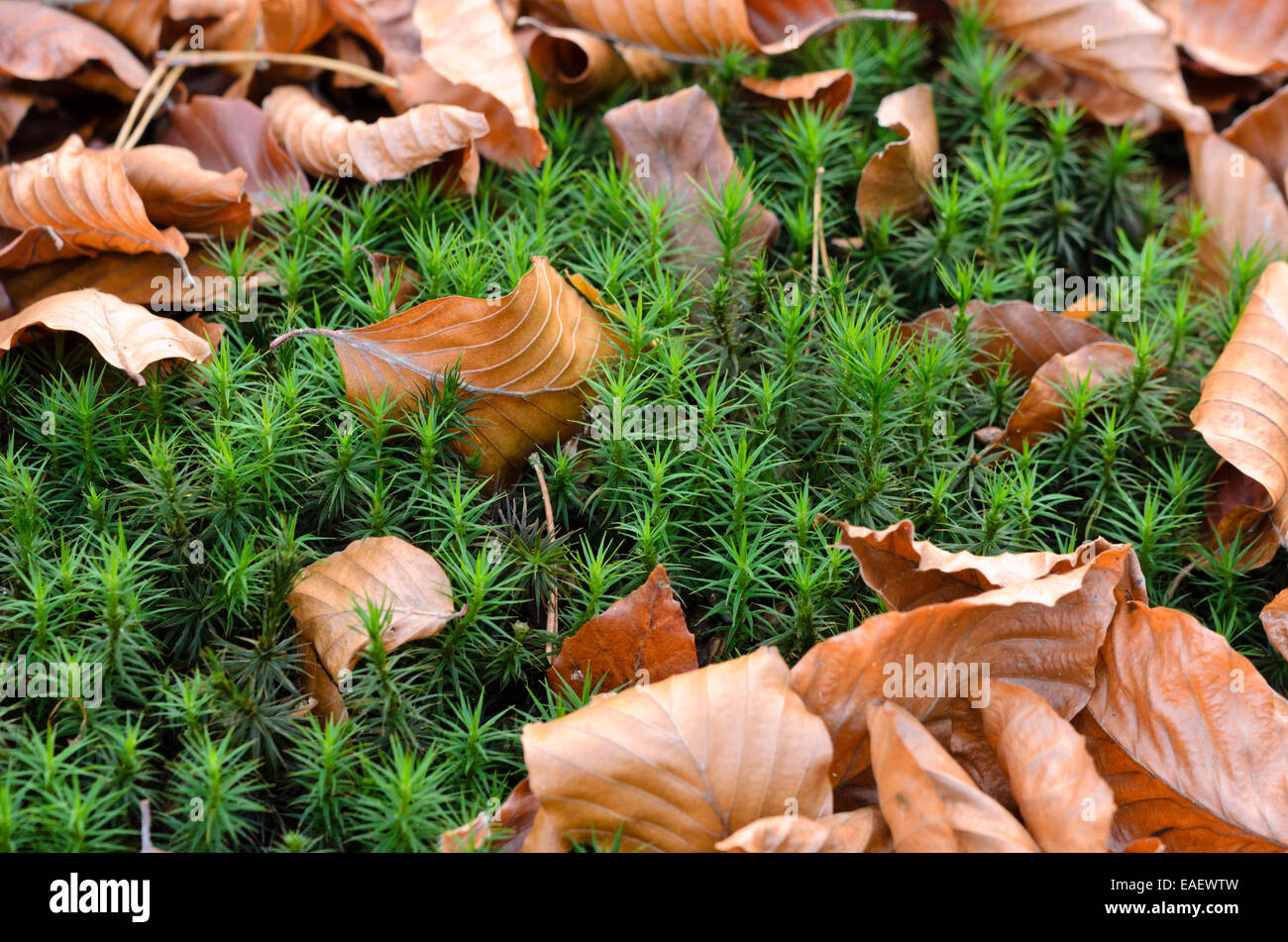 Beautiful hair moss (Polytrichum formosum) Stock Photo