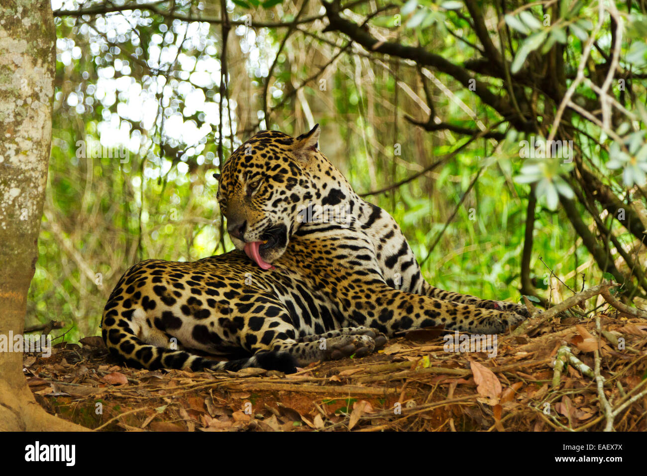 Jaguar (Panthera onca) licking a flesh wound after a fight with another jaguar in the Pantanal wetlands in Brazil. Stock Photo