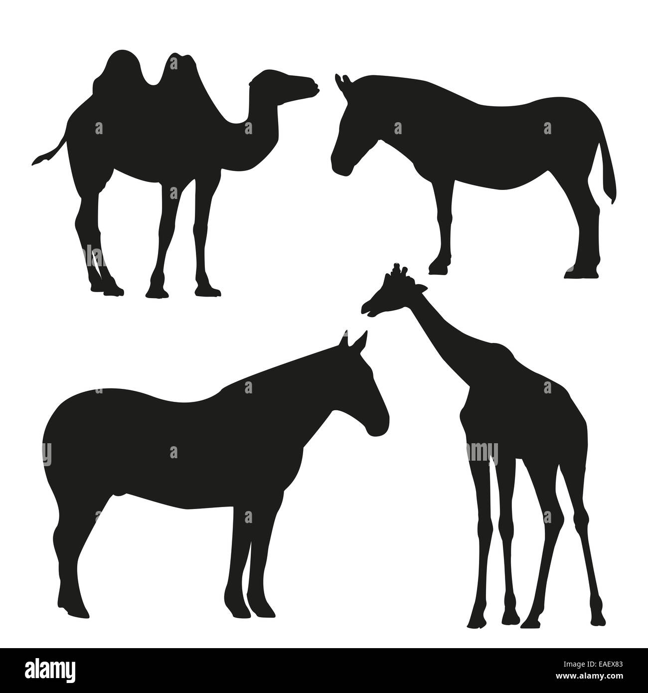 Silhouette of giraffe, camel, zebra and horse illustration Stock Photo Alamy
