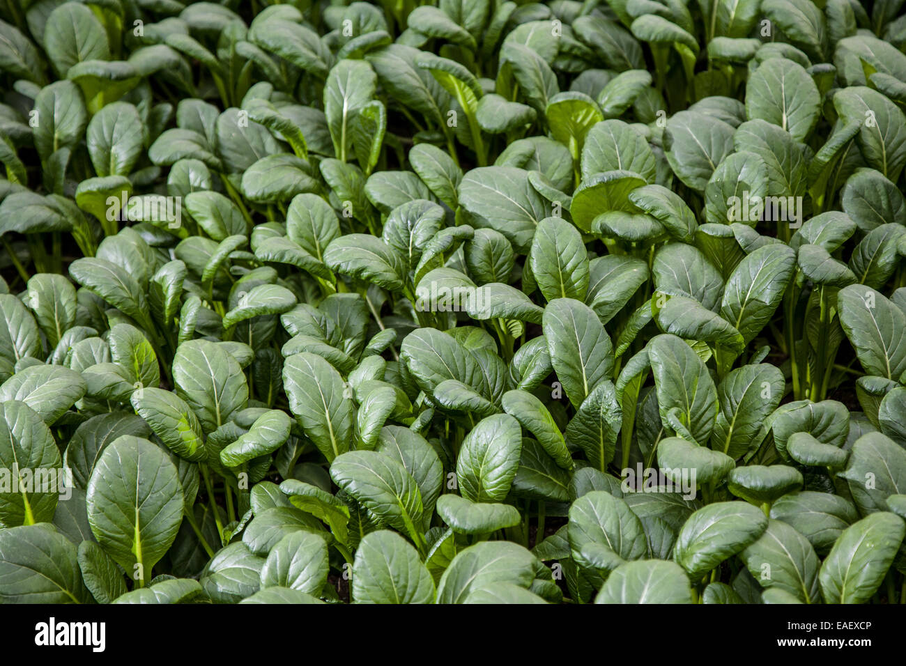 Pak Choi or Chinese cabbage, Brassica rapa, pekinensis and chinensis, growing in greenhouse, Southport, Merseyside, UK Stock Photo