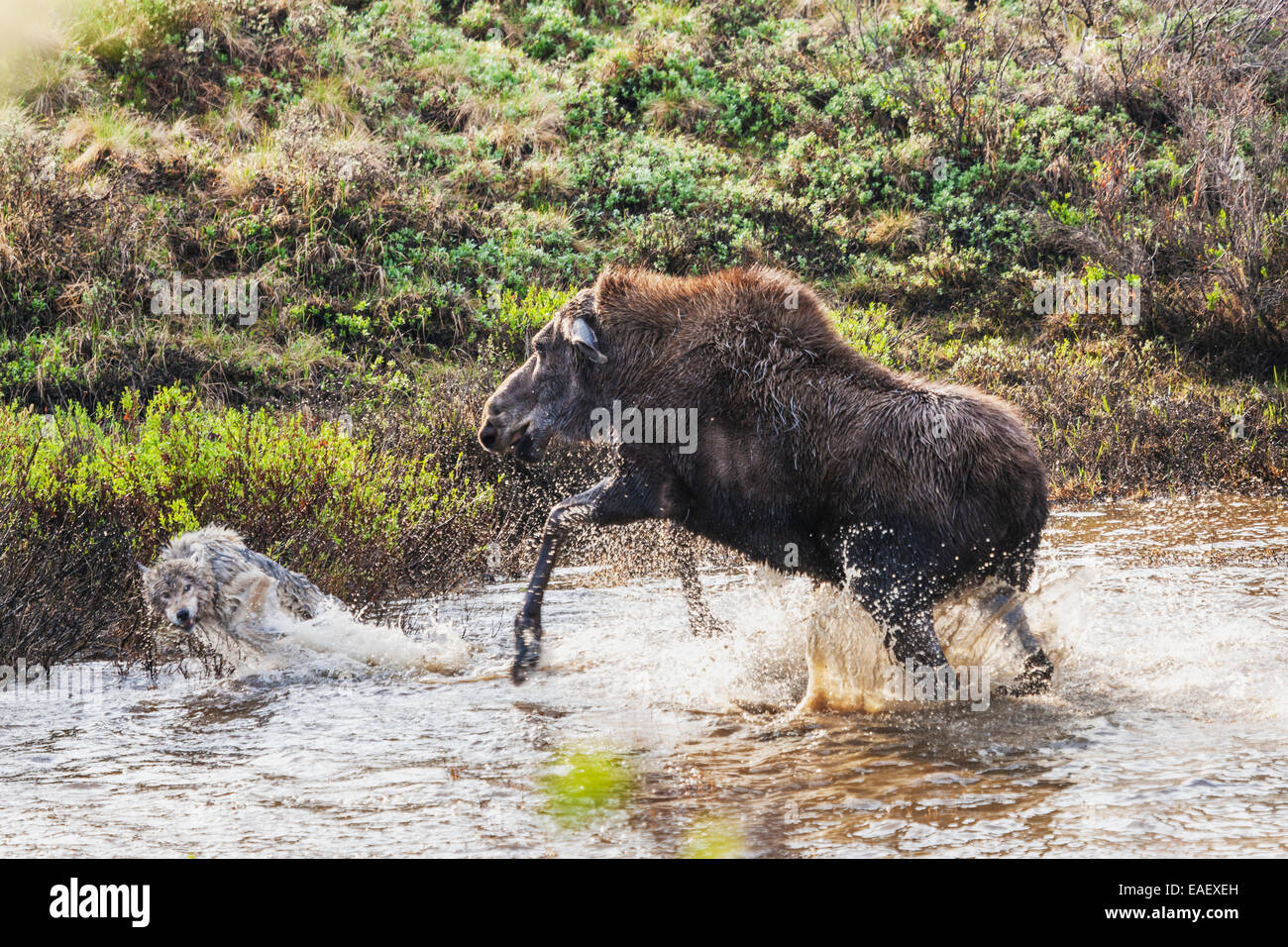 Alaska,Attacking,Gray Wolf,Moose Stock Photo
