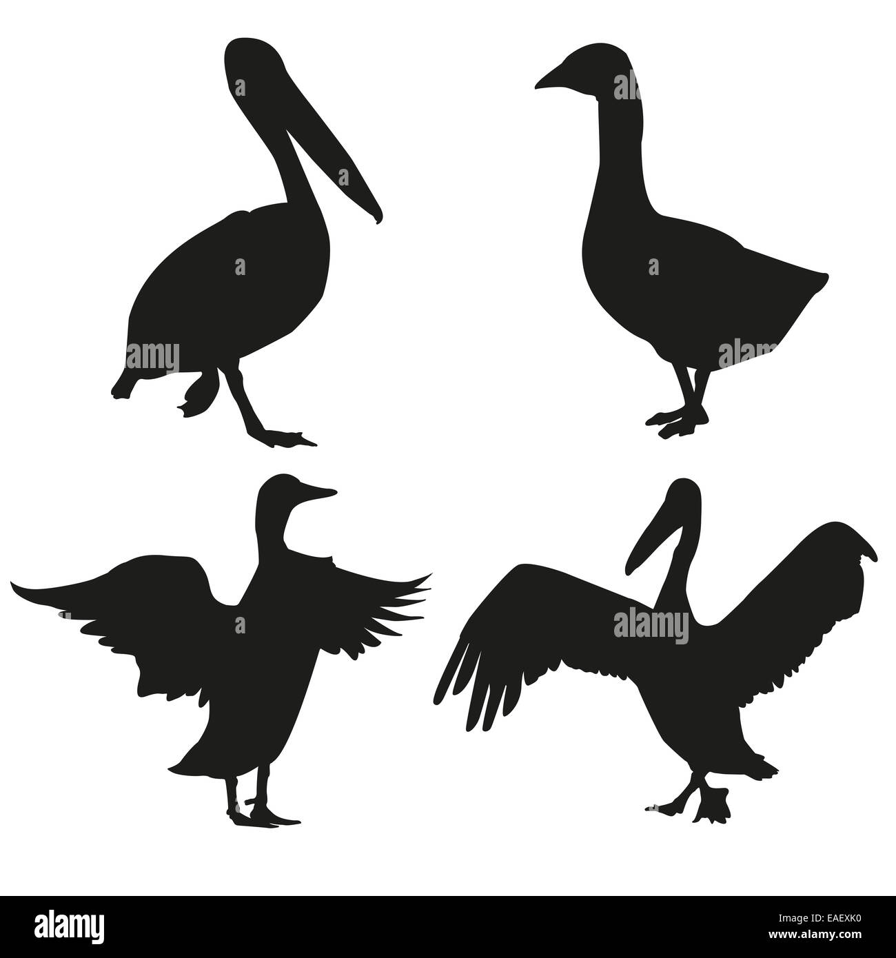 Set of silhouettes of pelican, goose and duck illustration Stock Photo