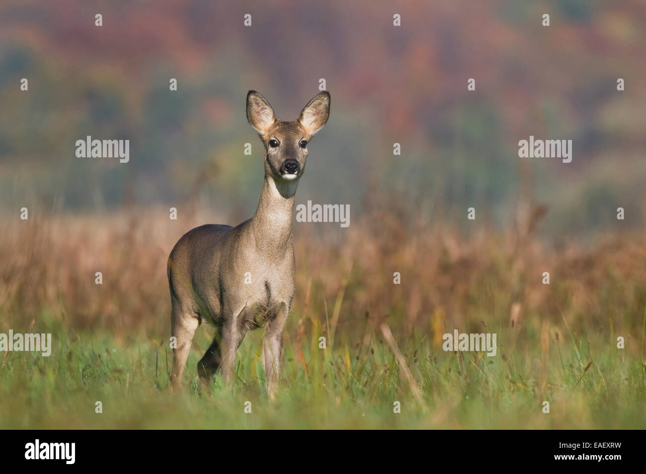 Roe deer buck and doe hi-res stock photography and images - Alamy