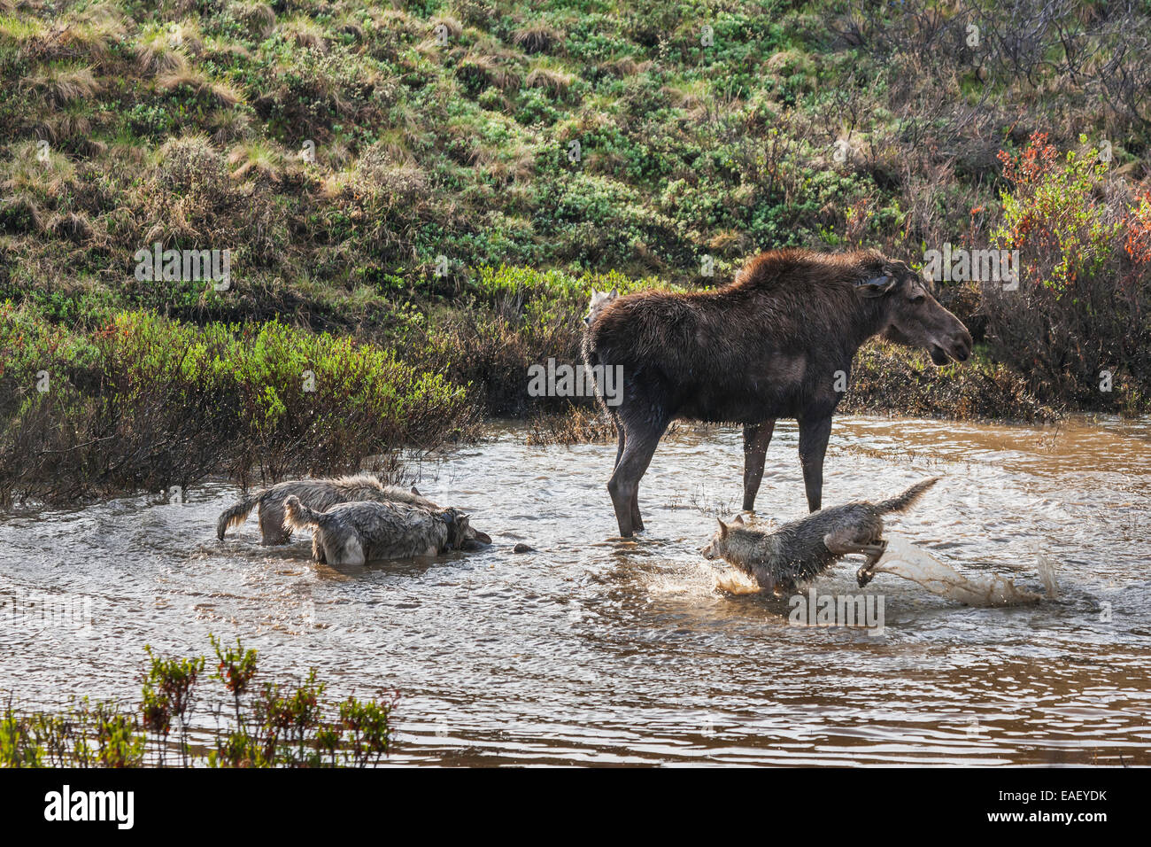 Calf,Alaska,Attacking,Gray Wolf Stock Photo