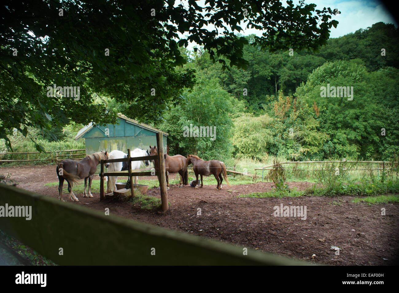 Wookey hole, Somerset, England UK  Unusual geographic phenomenon -on energy/ley lines  heart of the Mendip hills Stock Photo