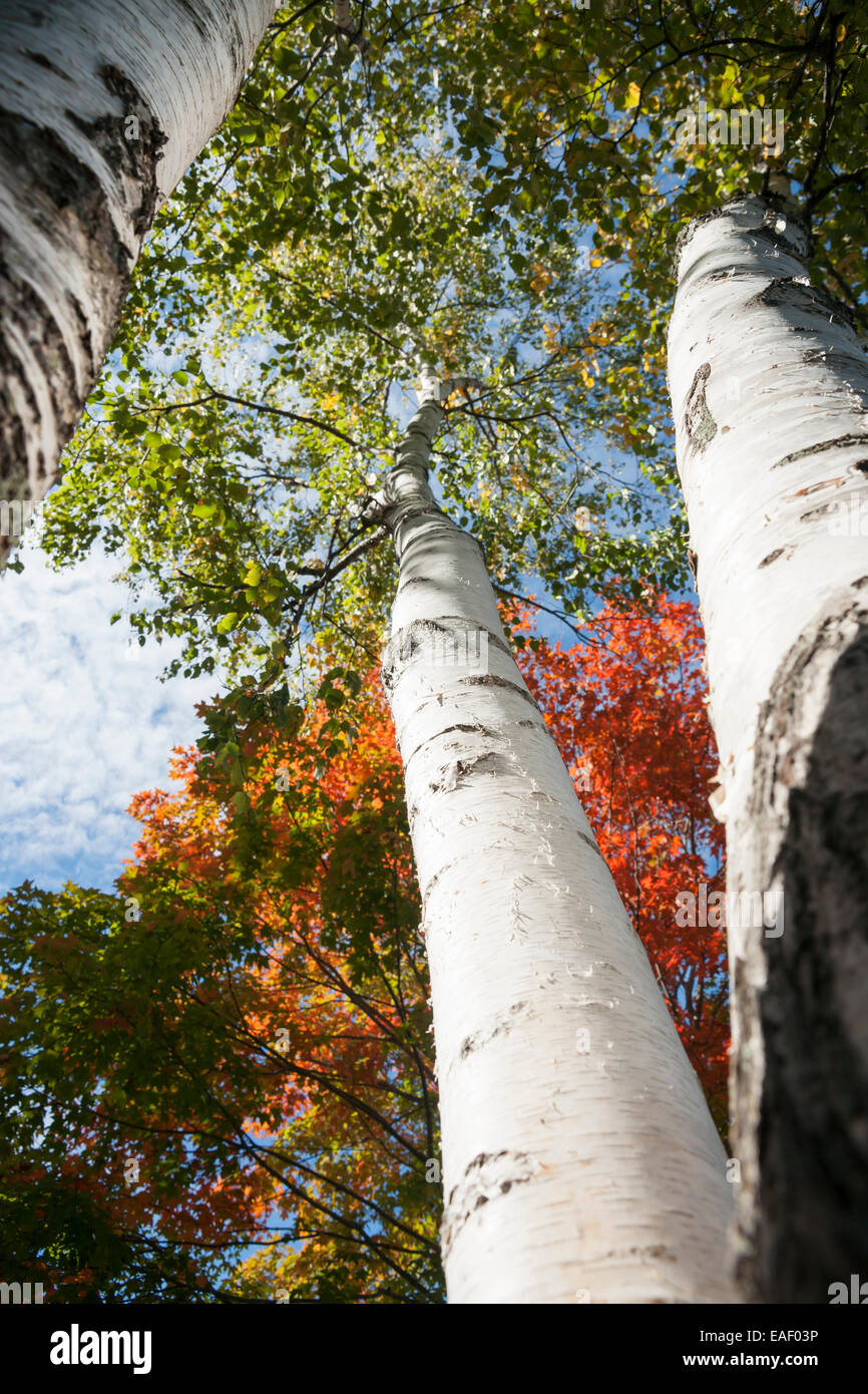 White birch trunks from low angle with autumn foliage. Stock Photo