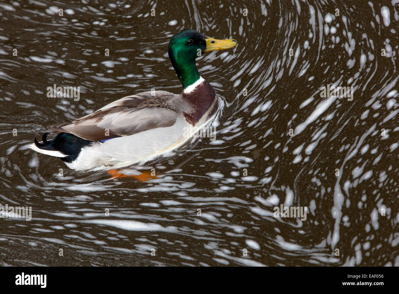 Mallard duck in the foaming river, polluted river pollution animal Stock Photo