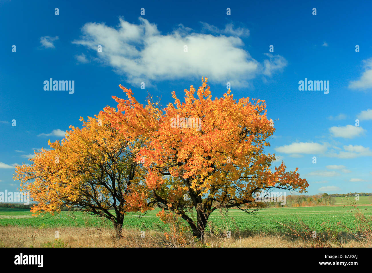 Two yellow leaves hi-res stock photography and images - Alamy