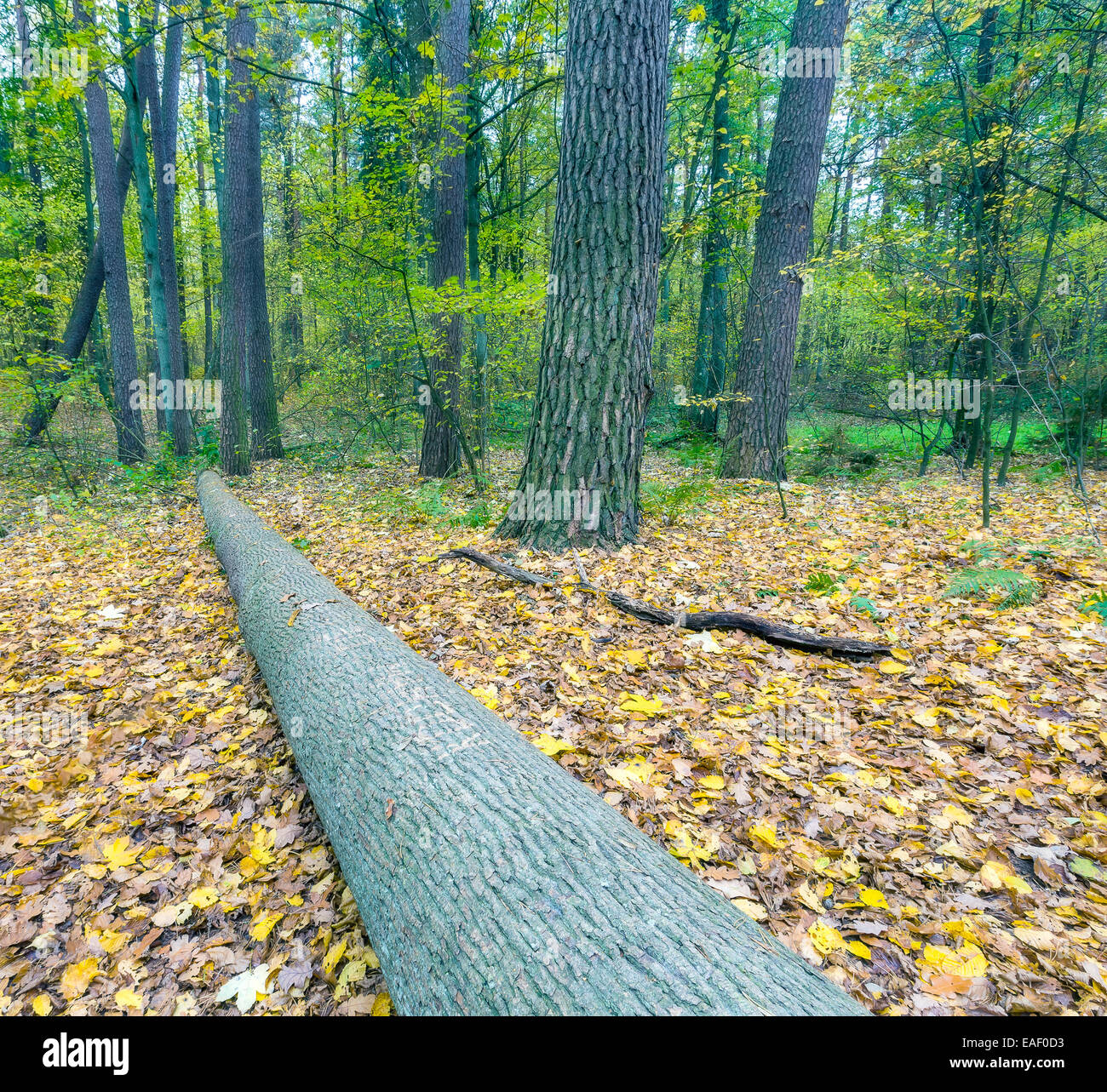 Autumnal forest landscape. Photo taken in Poland Stock Photo - Alamy