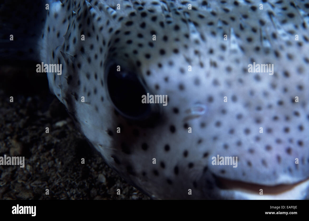 Mauritius scuba diver hi-res stock photography and images - Alamy