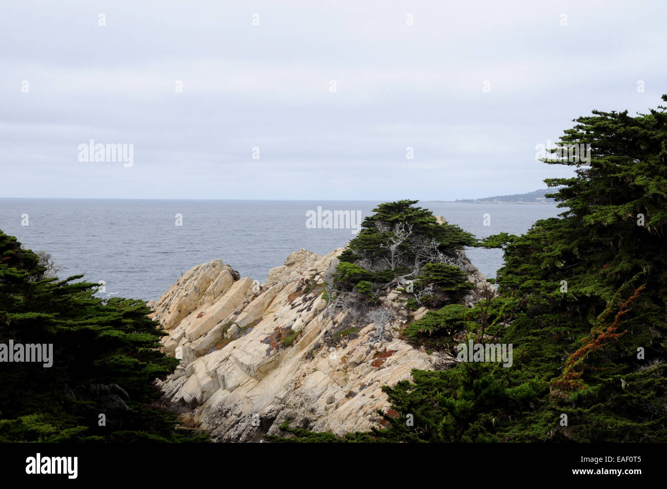 A Monterey Cypress, surrounded by a protective and supportive wall, an attraction on the '17 Mile Drive' private toll road. Stock Photo