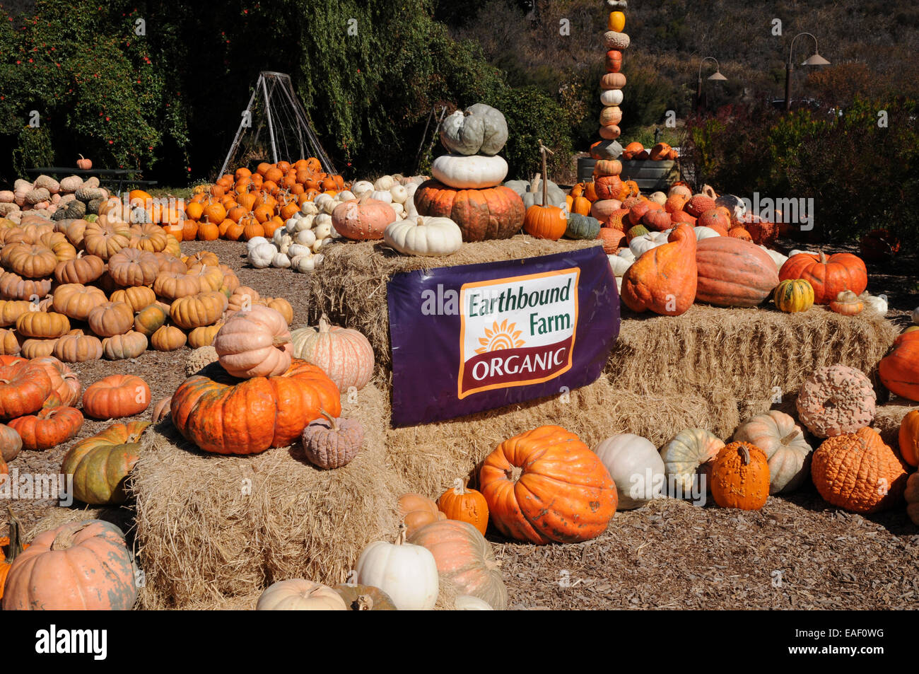 Halloween pumpkins on display at Earthbound Farms original premises in California's Carmel