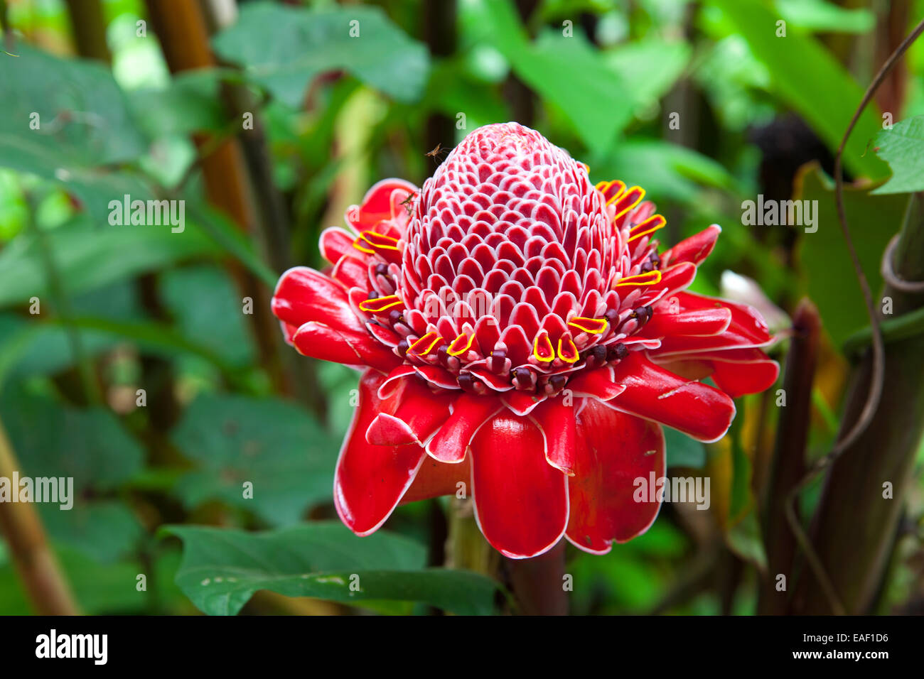 Red Torch Ginger flower on Bigland Island Hawaii USA Stock Photo Alamy