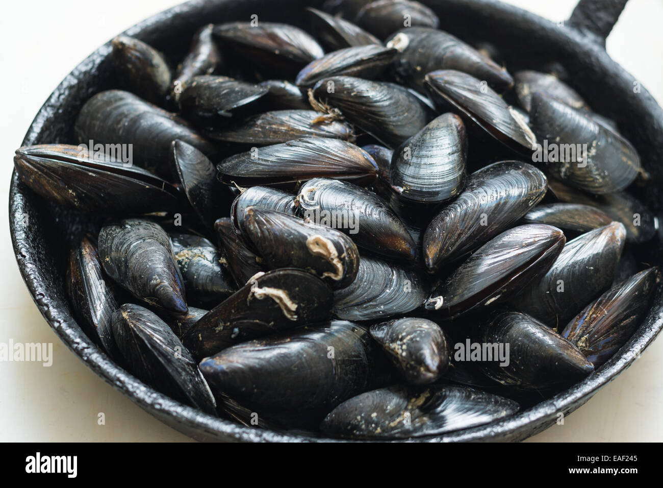 Mussels in shell in a frying pan Stock Photo Alamy