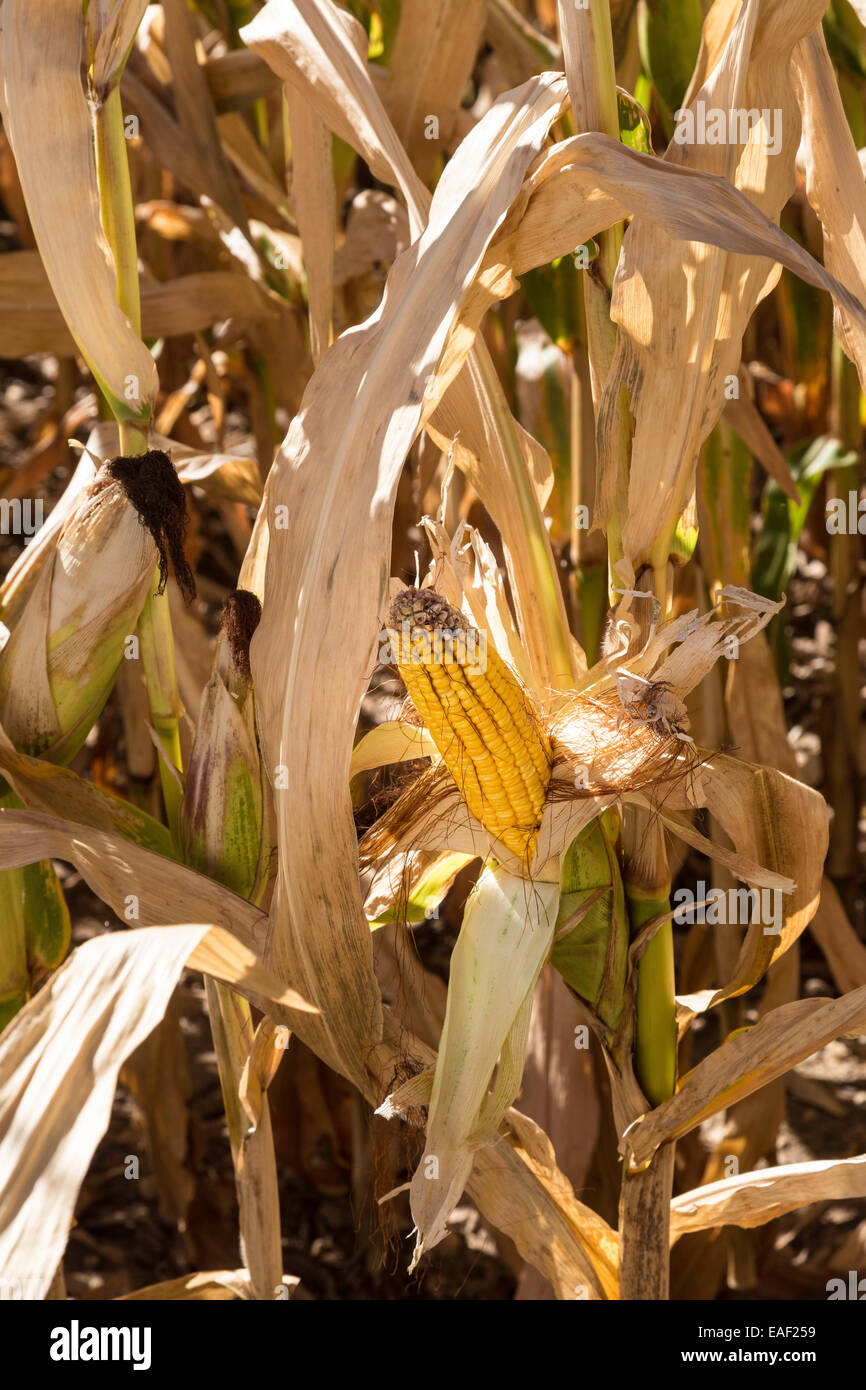 Dried Feed Corn in the Field, USA Stock Photo Alamy