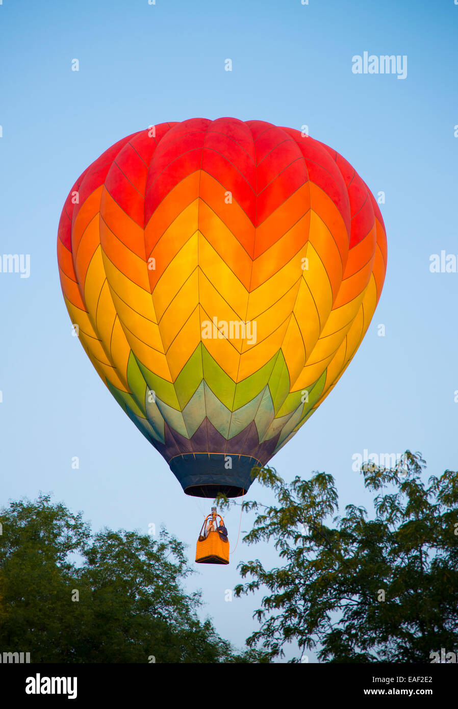 Colorful Hot Air Balloons hovering over trees in Ann Morrison Park