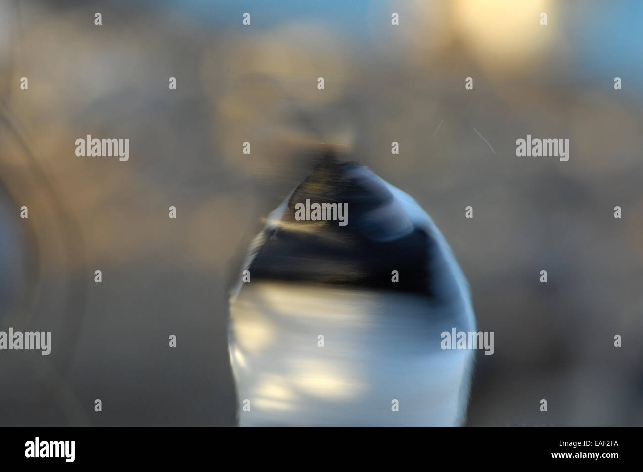 Penguin shaking it's head motion blur Stock Photo Alamy