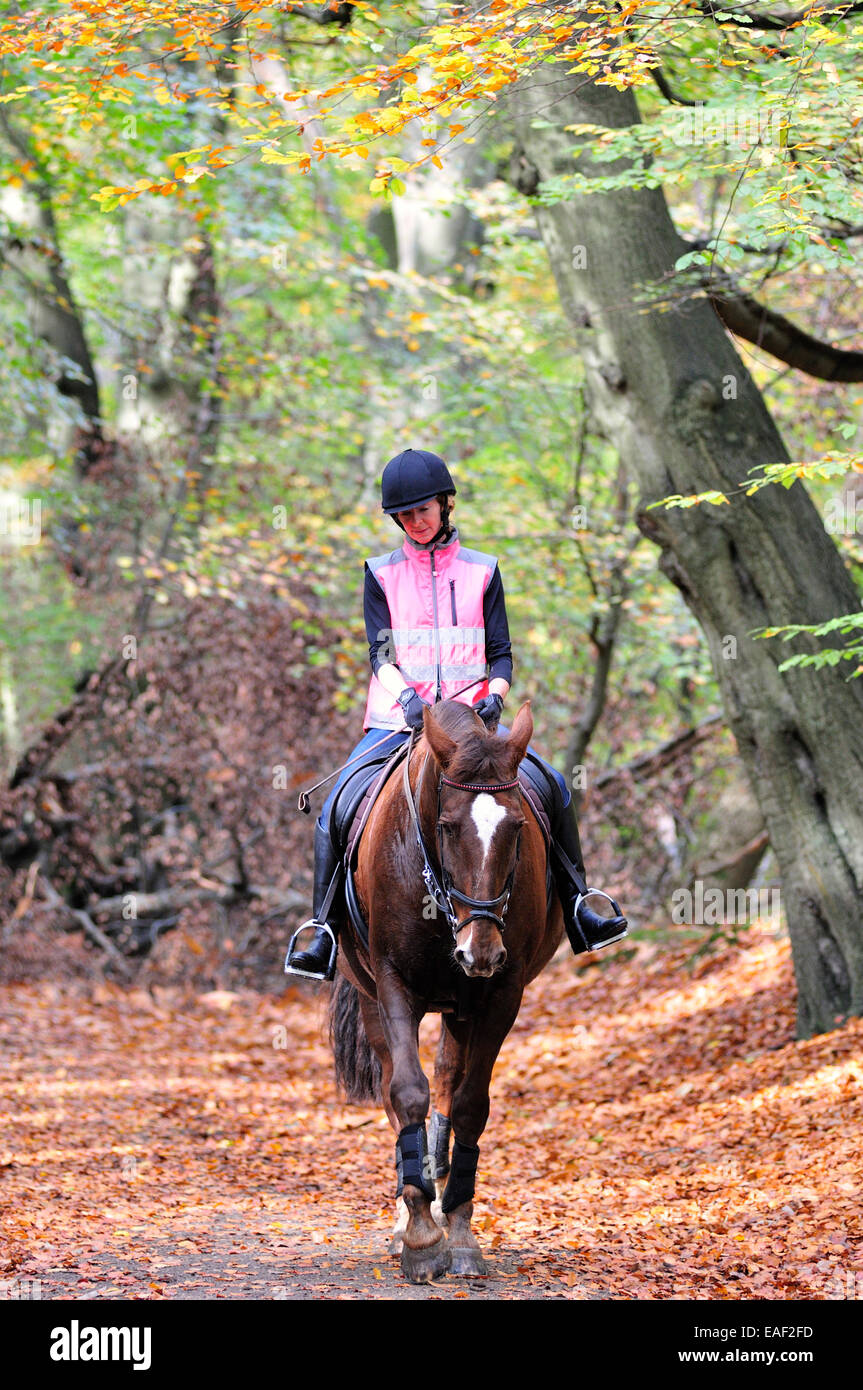 Mature Attractive Woman riding a horse on woodland path in autumn Stock Photo